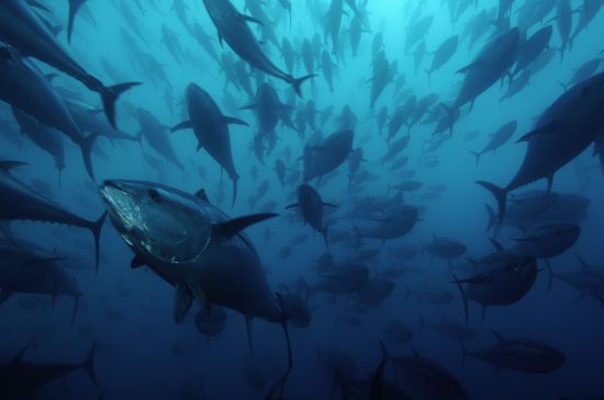 Northern bluefin tuna (Thunnus thynnus) in tuna ranching company's (Ecolo Fish) cages, being fattened for the sushi market, Mediterranean Sea, Spain.