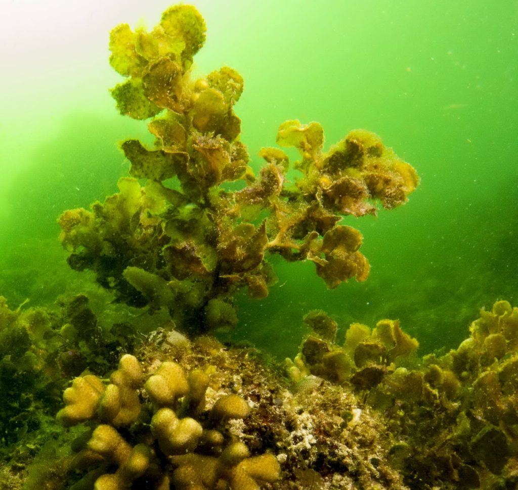 Seaweed threatens coral reefs in the Pacific • Mares - Scuba Diving Blog