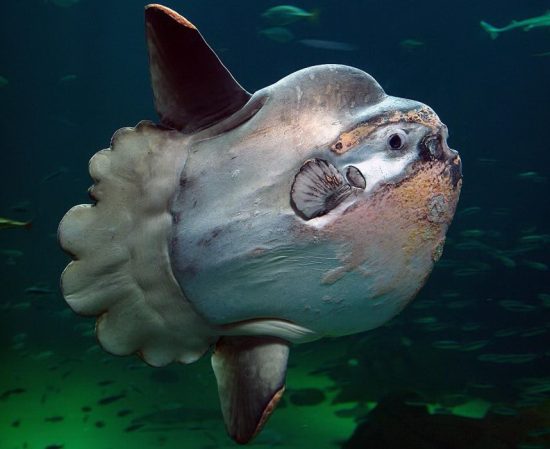 Mola Mola Parasites