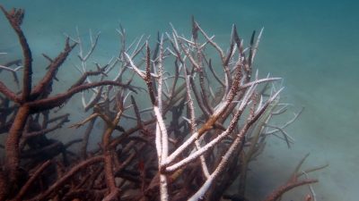 2016_05_30_Tote-Korallen_Dead and dying staghorn coral, central Great Barrier Reef in May 2016. Credit Johanna Leonhardt_Bildgröße ändern