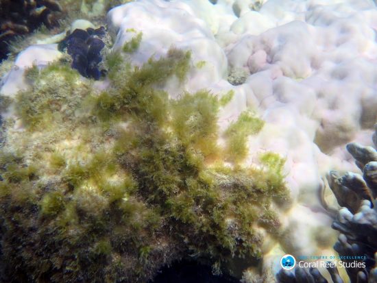 2016_05_30_Tote-Korallen_Dying coral colonised by seaweed at Lizard Island during current bleaching event. Credit Dorothea Bender-Champ_Bildgröße ändern