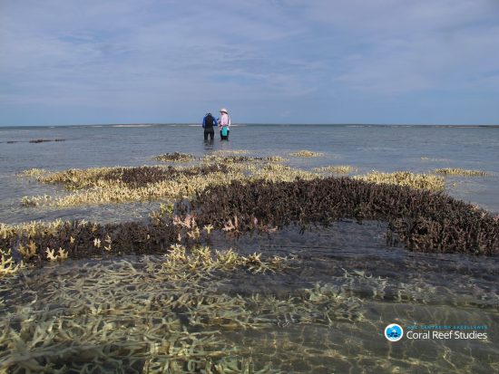 2016_05_30_Tote-Korallen_Surveying dead coral in shallow waters at Cygnet Bay Western Australia April 2016 Credit Chris Cornwall_Bildgröße ändern