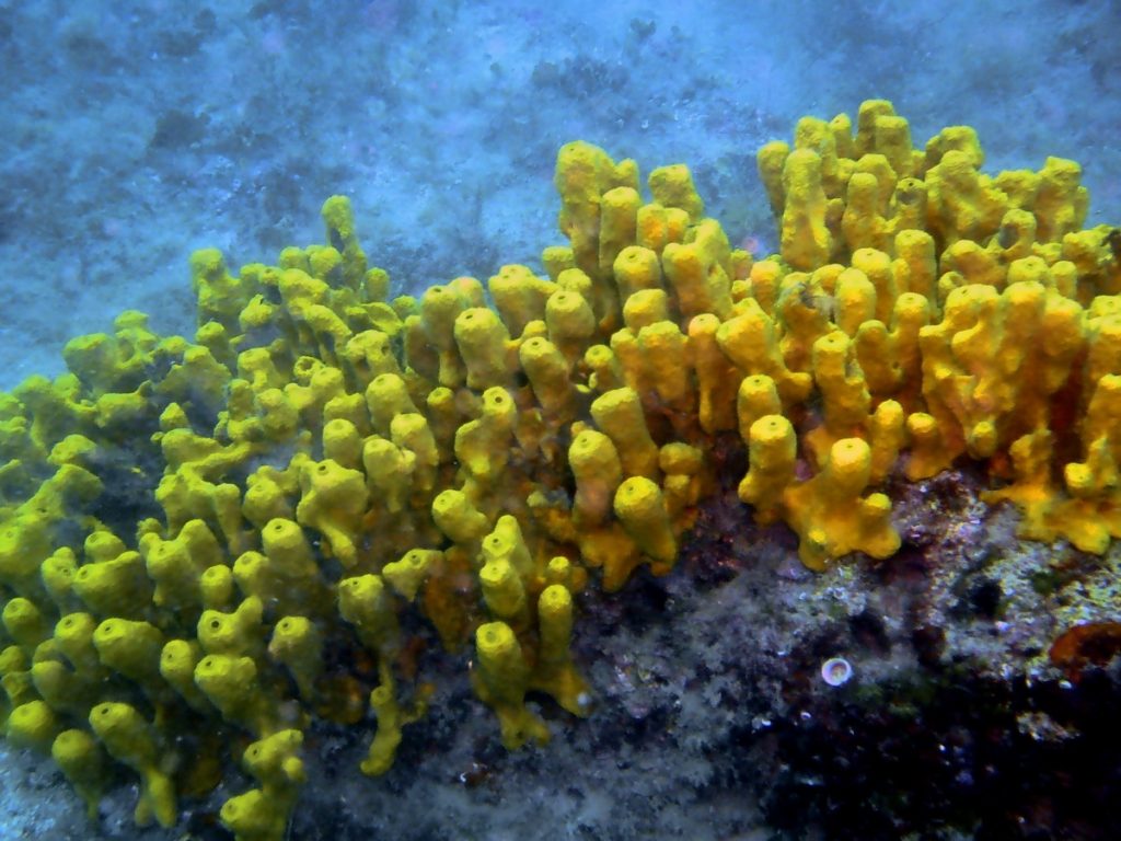 Researchers discover that sponges are host to surprising diverse range ...
