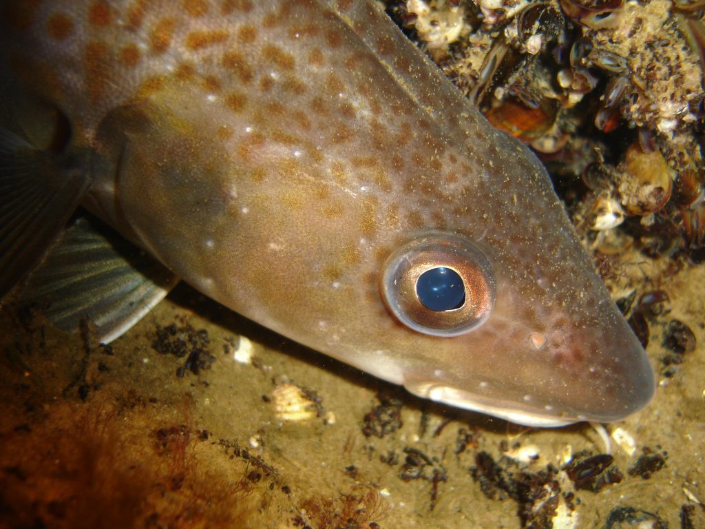 Overfishing causes collapse of cod fisheries in Baltic Sea • Mares Scuba Diving Blog