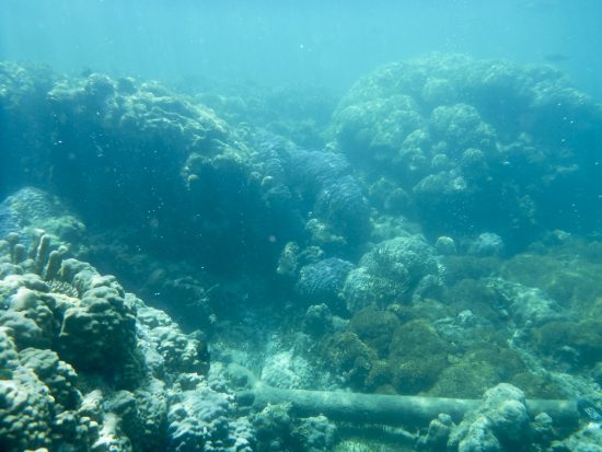 20140327_coral_zooplankton_affected_reef_JoySmith_Bildgröße ändern