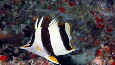 2016_09_07_NewButterflyfish_butterflyfish_c_NOAA_Greg_McFall