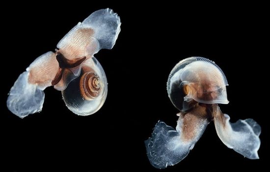 2016_09_21_Ausstellung-Geomar_photo_30_www_oceanacidification_de_01_791d1177e6