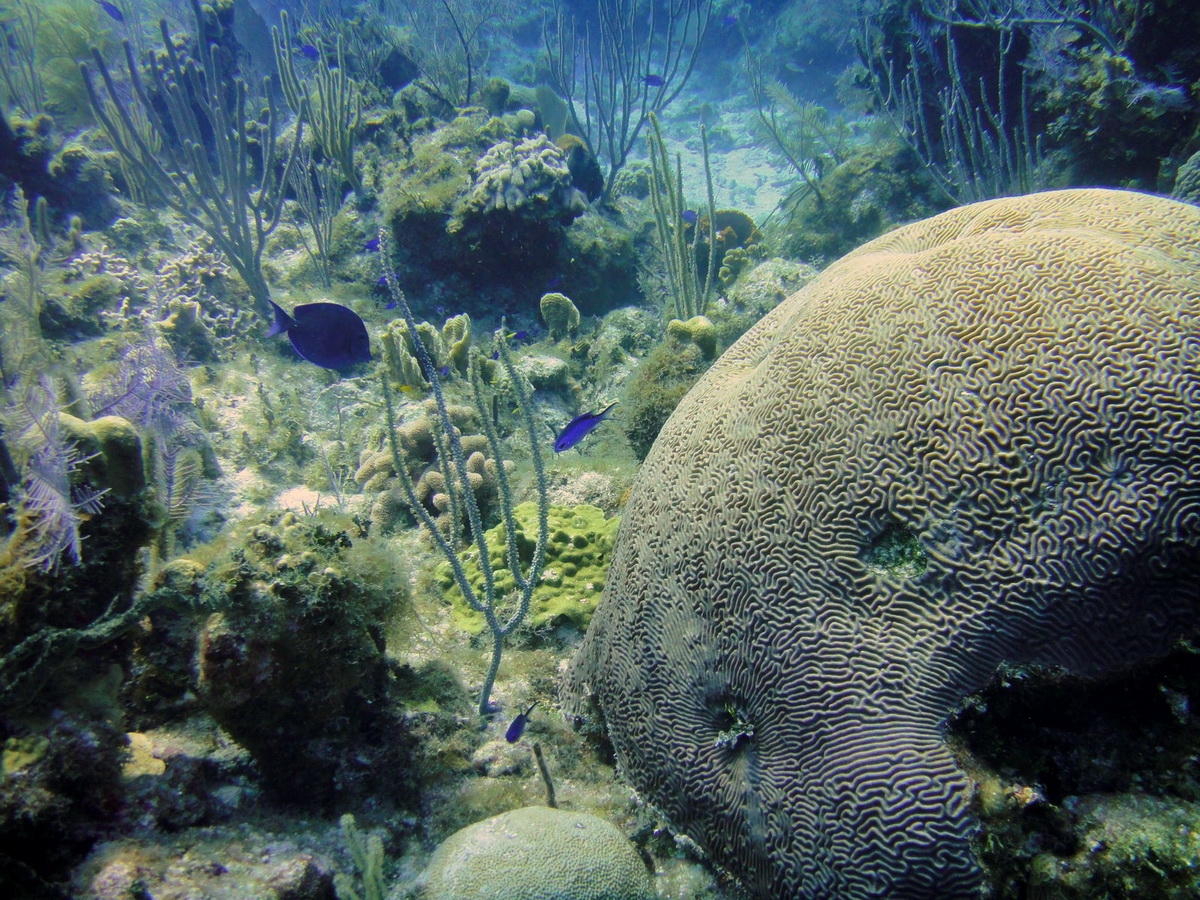 Examples of fishing impact on the Korallen coral reef. (A) A heavy