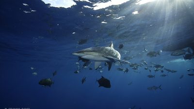silky shark, Carcharhinus falciformis, San Benedicto, Revillagigedo (Socorro) Islands, Mexico, East Pacific Ocean