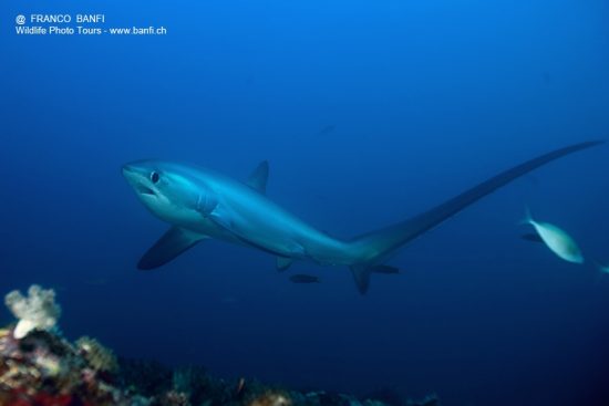 thresher shark, Alopias vulpinus, Vulnerable (IUCN), Monad shoal Reef, Malapascua Island, Central Visayas, Philippines, Pacific Ocean