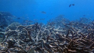 Dead corals still provide habitat to fish but will soon crumble away. Yonge reef (Lizard Island region), October 2016, Photo by Greg Torda _Bildgröße ändern
