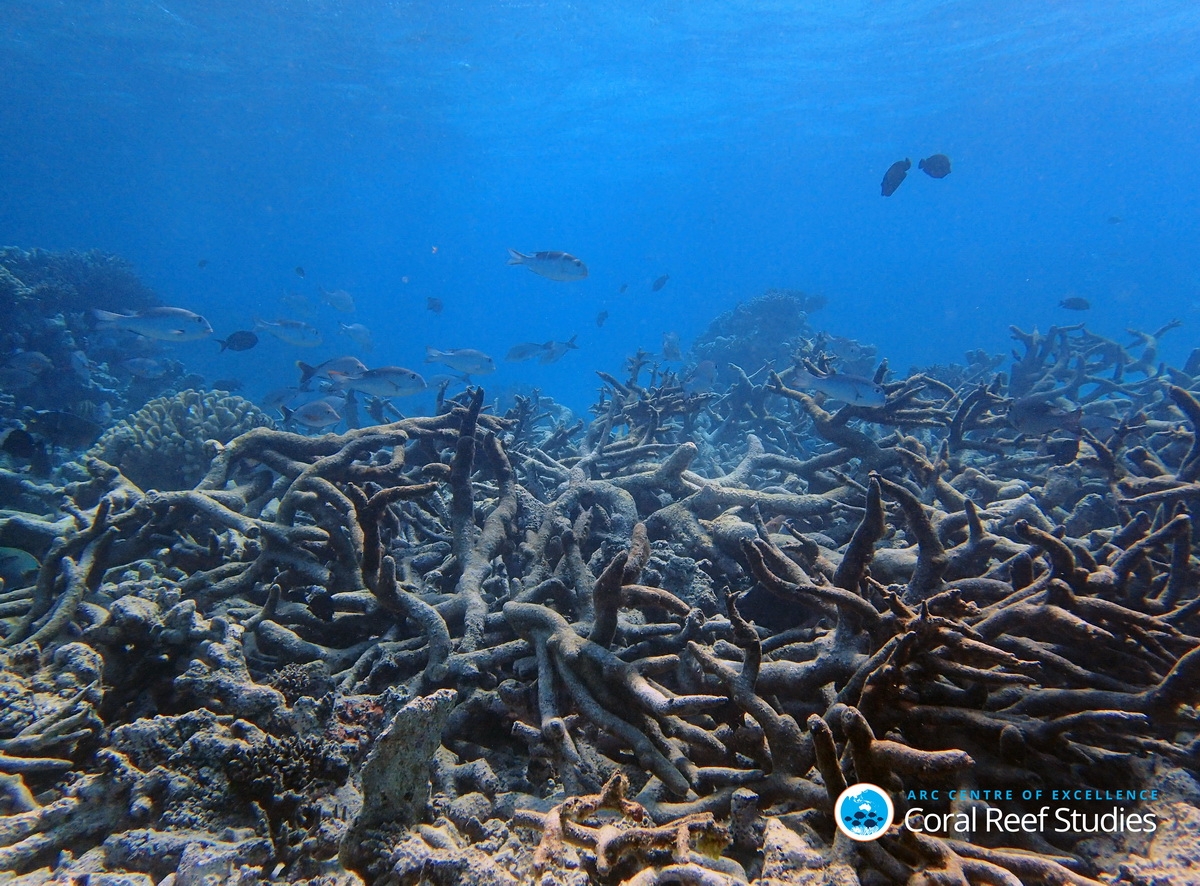 Dead Coral Reefs