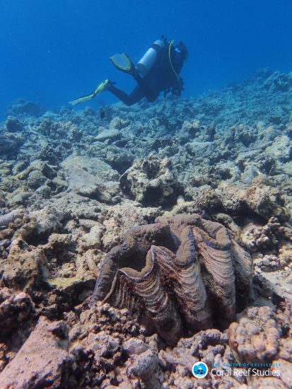 This giant clam used to sit in a colorful field of corals before March 2016 – now she is alone on the reef slope. Noname reef (Lizard Island region), October 2016. Photo by Greg Torda _Bildgröße ändern