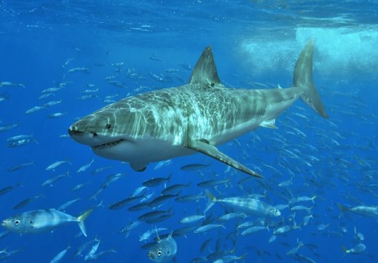 White_shark_c_Wikipedia_Terry_Goss