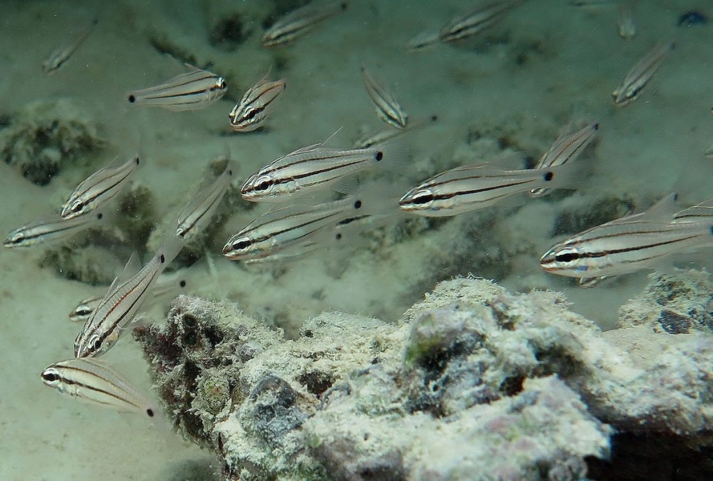 How baby reef fish find their way home at night • Mares Scuba Diving Blog
