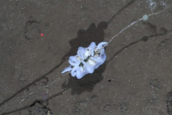 Ein Tiefseekrake bewacht im Peru-Becken in 4150 Metern Tiefe sein Gelege mit rund 30 Eiern. Dieses Tier war einer von zwei "brütenden" Tiefsee-Kraken, die auf der Sonne-Expedition 242 beobachtet wurden. Beide hatten ihr Eigelege an die Stängel abgestorbener Schwämme geheftet, welche wiederum auf Manganknollen gewachsen waren.

English: 
One of two brooding octopods observed in the Peru Basin (4,150 m). The octopod was observed hanging underneath the brood of ~30 2.02.7 cm-long eggs, each individually attached to the sponge stalk.
This image was made by the AWI-OFOS camera system during the SONNE expedition 242.