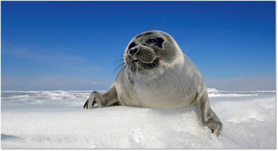Baikal seal
