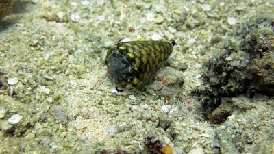 #1 Cone Snail at the bottom of the ocean