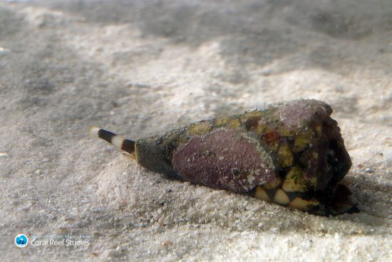 #5 Cone Snail on the hunt for prey
