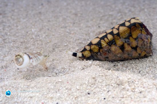 #7 Jumping Snail escapes deadly Cone Snail
