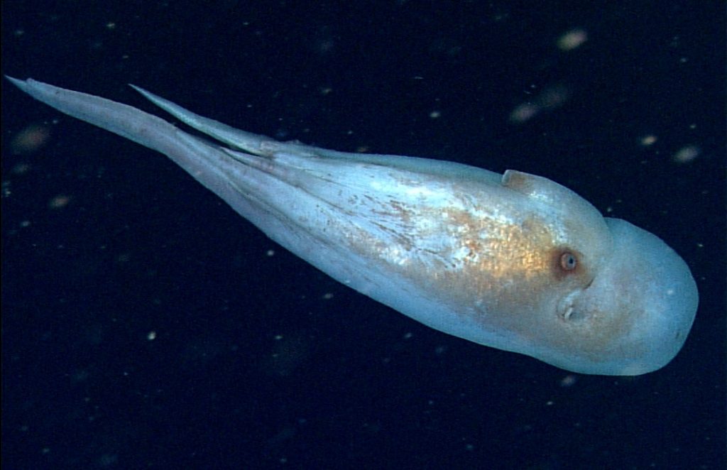 Haliphron atlanticus Deepsea octopus feeds on jellyfish • Mares
