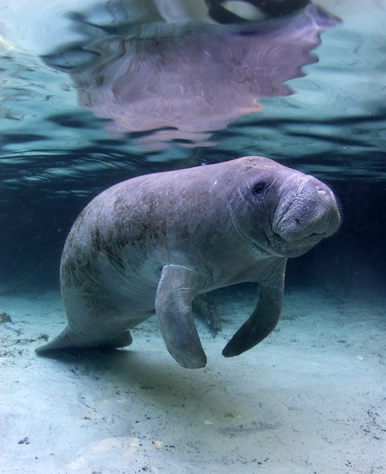 Florida manatee population likely to withstand for 100 years • Mares