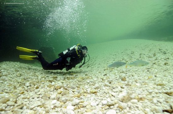 Taucherin mit zwei Äschen im Oberlauf der Save