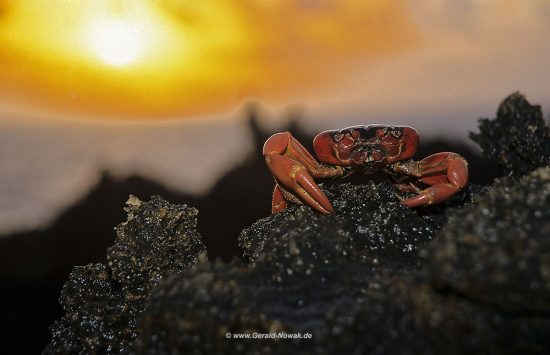 Rote Krabben von Christmas Island - Red Crab