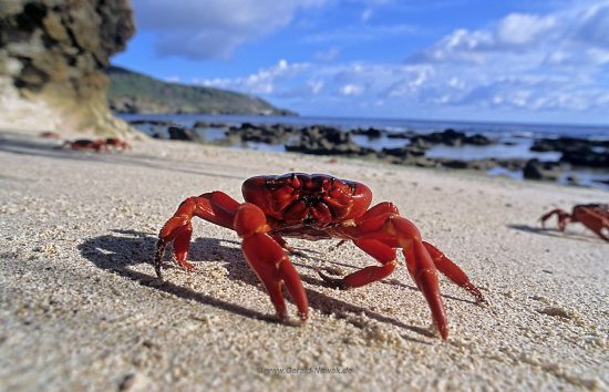 Rote Krabben von Christmas Island - Red Crab