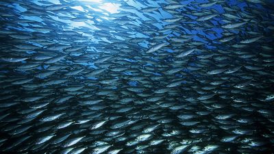 baitball of Pacific flatirong herring, Harengula thrissina, Sea of Cortez, Baja California, Mexico, East Pacific Ocean