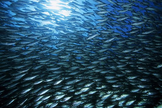 baitball of Pacific flatirong herring, Harengula thrissina, Sea of Cortez, Baja California, Mexico, East Pacific Ocean
