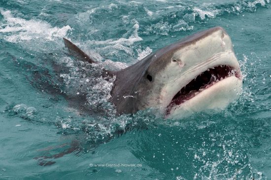 Bahamas; tiger shark at the Bahama Bank; fish | Galeocerdo cuvier; Carcharhinidae; Galeocerdo, Selachii