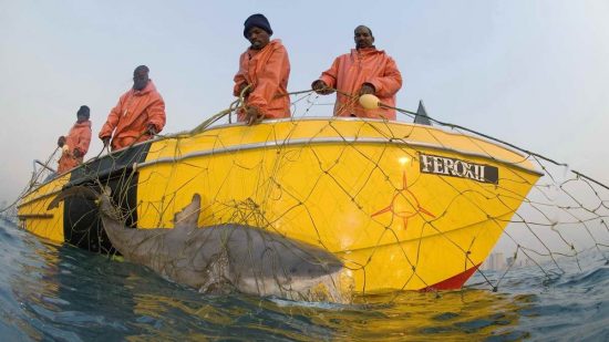 2018_08_28_Hainetze_2_A Zambezi shark Bull Shark caught in the shark nets off Durban by Fiona Ayerst