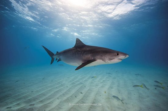 Tigerhai; Tigerhaie; Grundhaie; Requiemhaie; Hai; Haie; Fisch | Bahamas; tiger shark at the Bahama Bank; fish | Galeocerdo cuvier; Carcharhinidae; Galeocerdo, Selachii