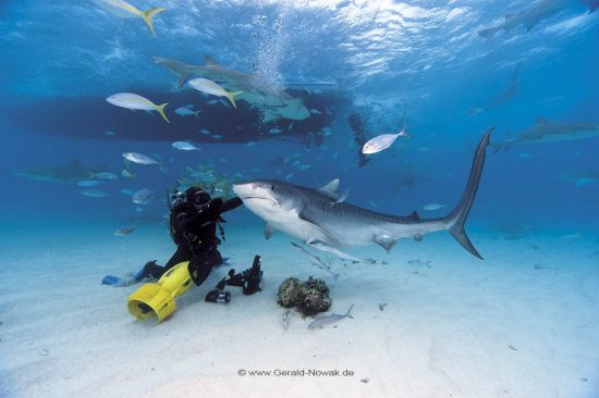 Tigerhai; Tigerhaie; Grundhaie; Requiemhaie; Hai; Haie; Fisch | Bahamas; tiger shark at the Bahama Bank; fish | Galeocerdo cuvier; Carcharhinidae; Galeocerdo, Selachii