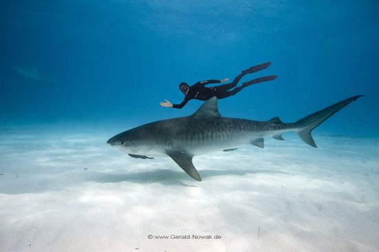 Tigerhai; Tigerhaie; Grundhaie; Requiemhaie; Hai; Haie; Fisch | Bahamas; tiger shark at the Bahama Bank; fish | Galeocerdo cuvier; Carcharhinidae; Galeocerdo, Selachii