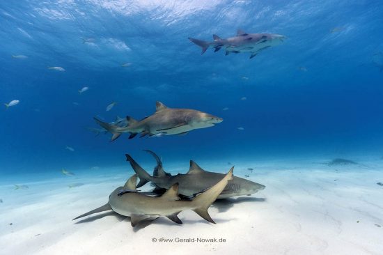 Atlantischer Zitronenhai; atlantische Zitronenhaie; Grundhaie; Requiemhaie; Hai; Haie; Fisch | Bahamas; lemon shark, sharks, fish | Negaprion brevirostris, Carcharhinidae, Negaprion