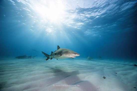 Atlantischer Zitronenhai; Zitronenhaie; Grundhaie; Requiemhaie; Hai; Haie; Fisch | Bahamas; lemon shark, fish | Negaprion brevirostris, Carcharhinidae, Negaprion