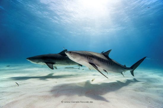 Tigerhai; zwei Tigerhaie; Grundhaie; Requiemhaie; Hai; Haie; Fisch | Bahamas; two tiger shark at the Bahama Bank; fish | Galeocerdo cuvier; Carcharhinidae; Galeocerdo, Selachii