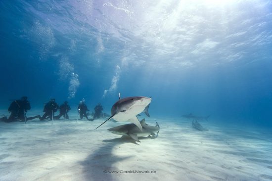 Tigerhai; Grundhai; Requiemhai; Hai; Taucher, Tauchgruppe, Haibeobachten, Haibeobachtung, Haifütterung, Haifuetterung, Fisch | Bahamas; tiger shark at the Bahama Bank; diver, sharkfeeding, sharkwatching, fish | Galeocerdo cuvier; Carcharhinidae; Galeocerdo, Selachii