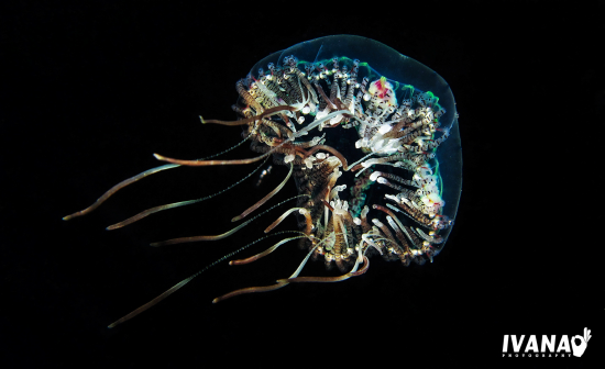 meduza obrađena 1-2 (Large)