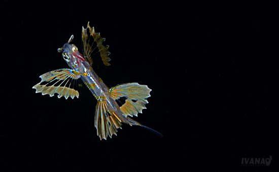 3 Cypselurus naresii,  juvenile flying fish (Large)