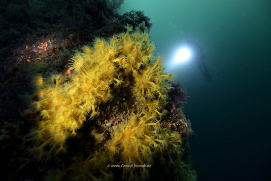 yellow anemone, Milford Sound, New Zealand, Decent Dive Center