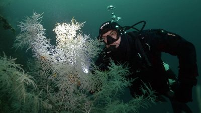black corals, Milford Sound, New Zealand, Decent Dive Center
