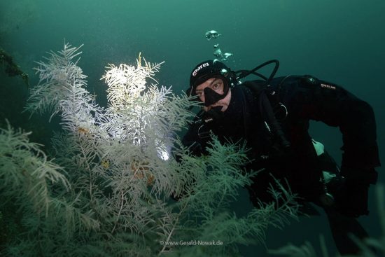 black corals, Milford Sound, New Zealand, Decent Dive Center