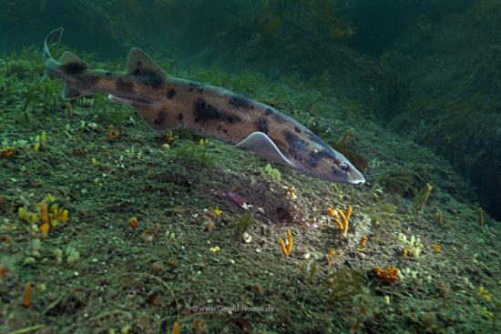 Ground shark, Milford Sound, New Zealand, Decent Dive Center