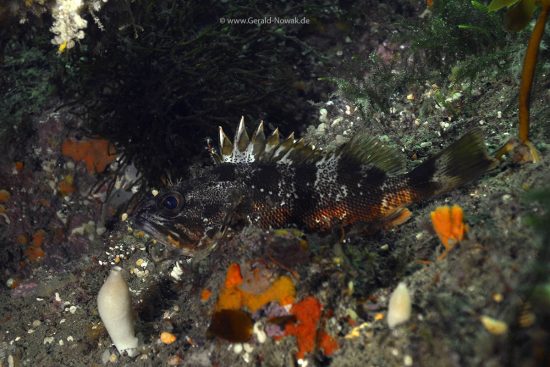 Scorpion fish, Milford Sound, New Zealand, Decent Dive Center