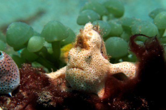 CelebesDivers - underwater 08 (Frogfish Bianco)