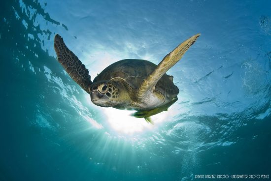CelebesDivers - underwater 71 (green turtle)