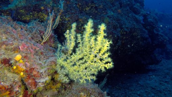 falso-corallo-nero-faro-portofino